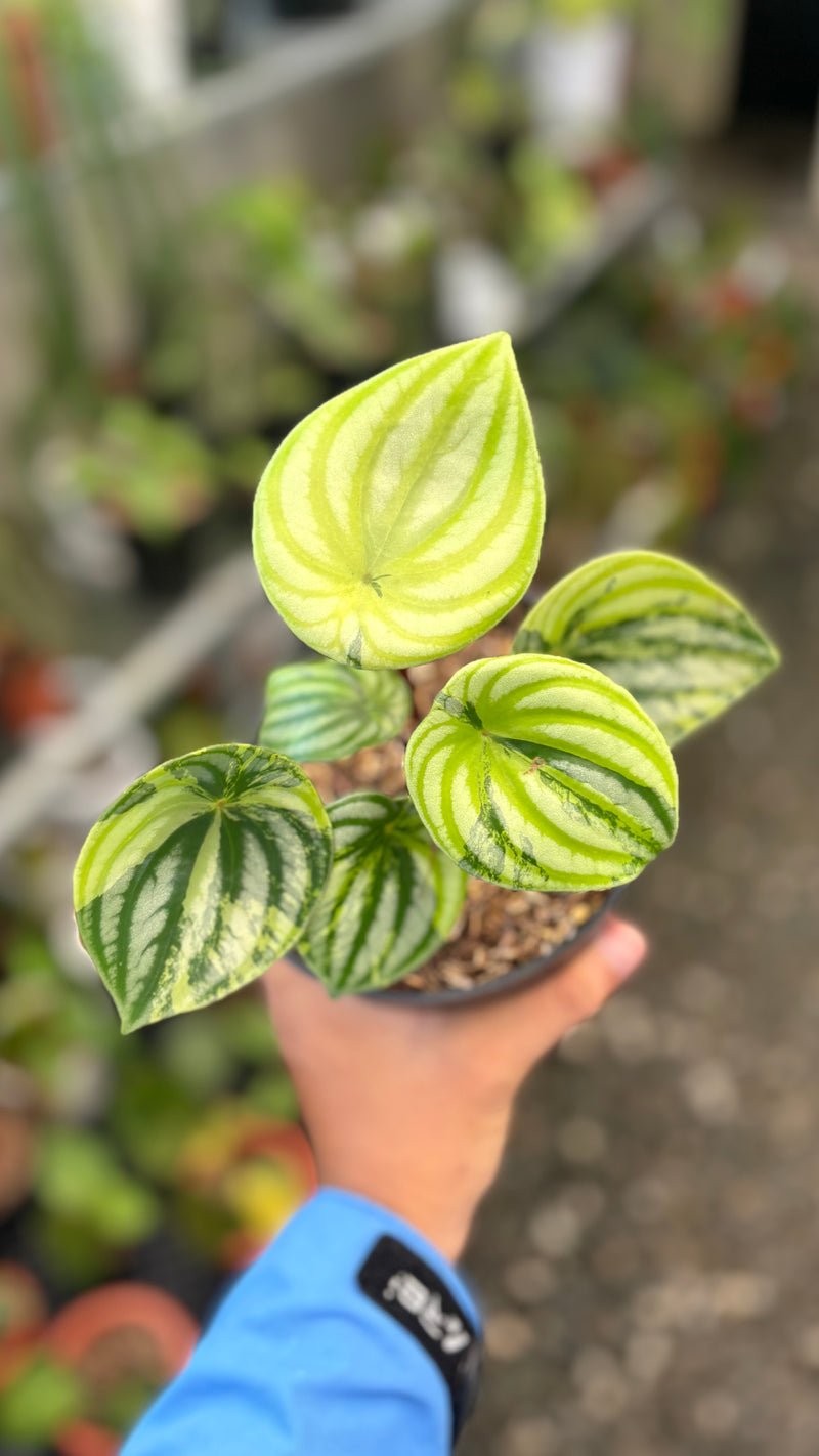 Peperomia watermelon variegated