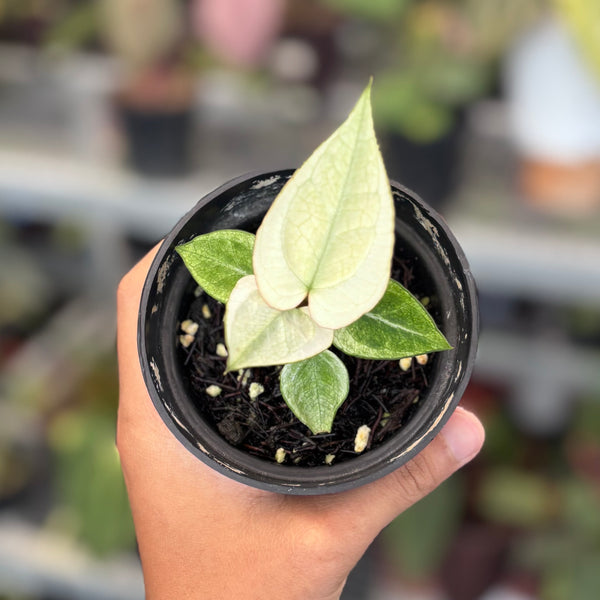 Anthurium silver blush white mint variegated - Seedling