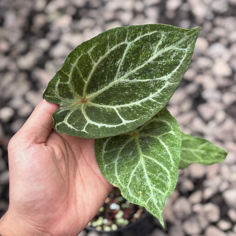 Anthurium red spider platinum variegated