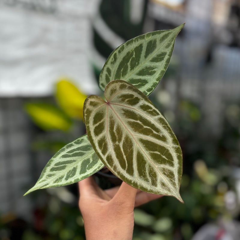 Anthurium tiger red