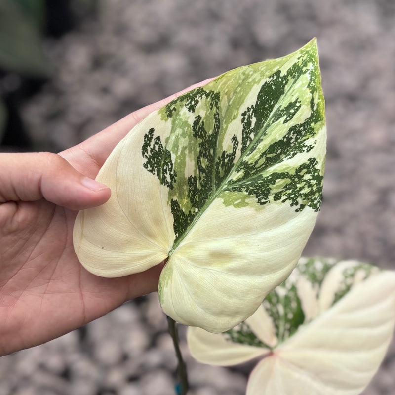 Philodendron gloriosum tricolor variegated