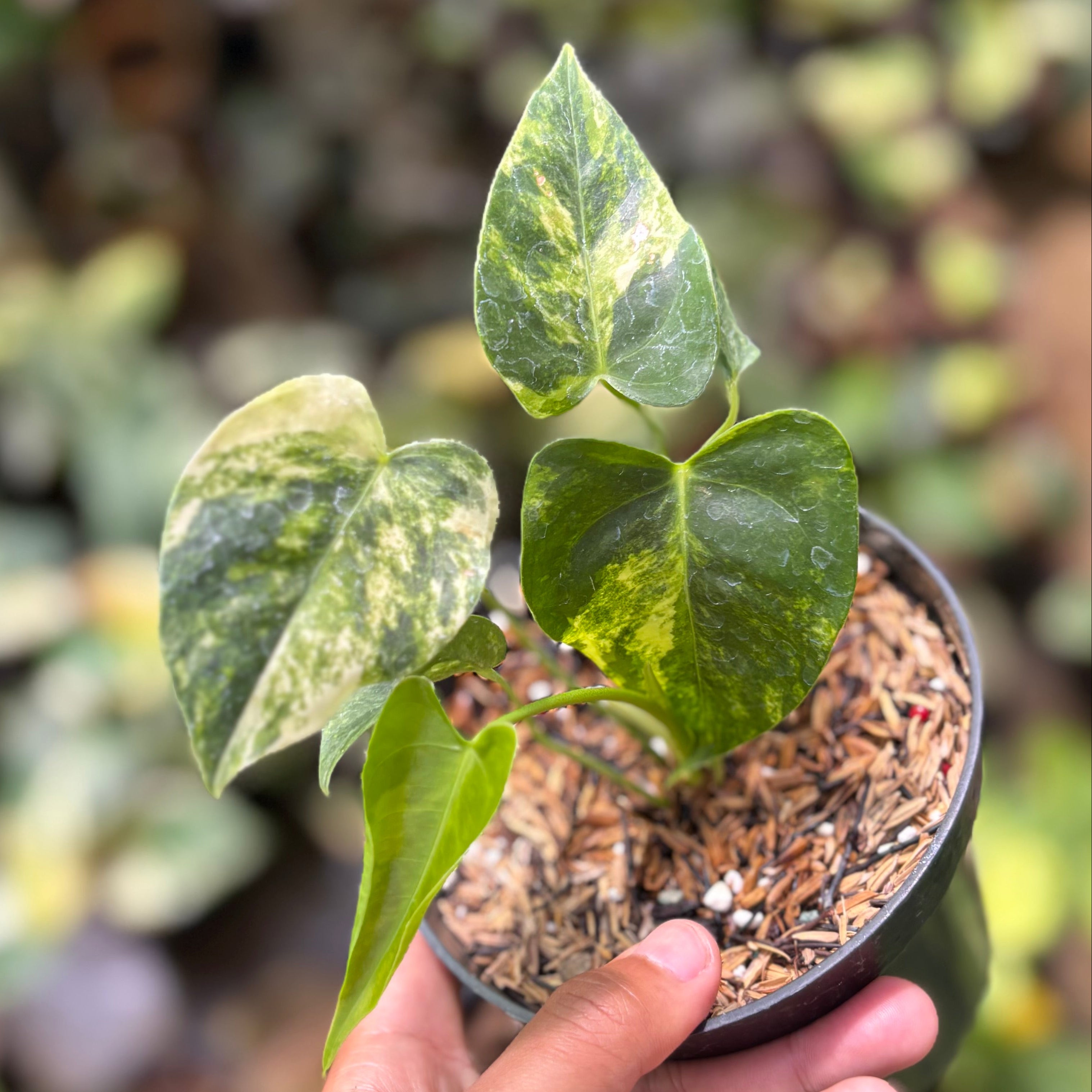 Anthurium Veitchii Variegated