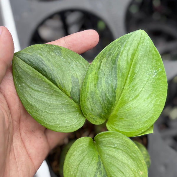 Scindapsus moonlight green on green variegated