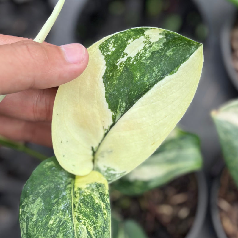 Scindapsus jadesatin albo variegated
