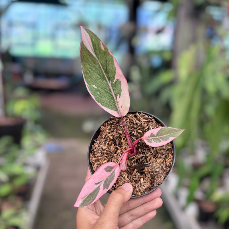 Philodendron pink rose