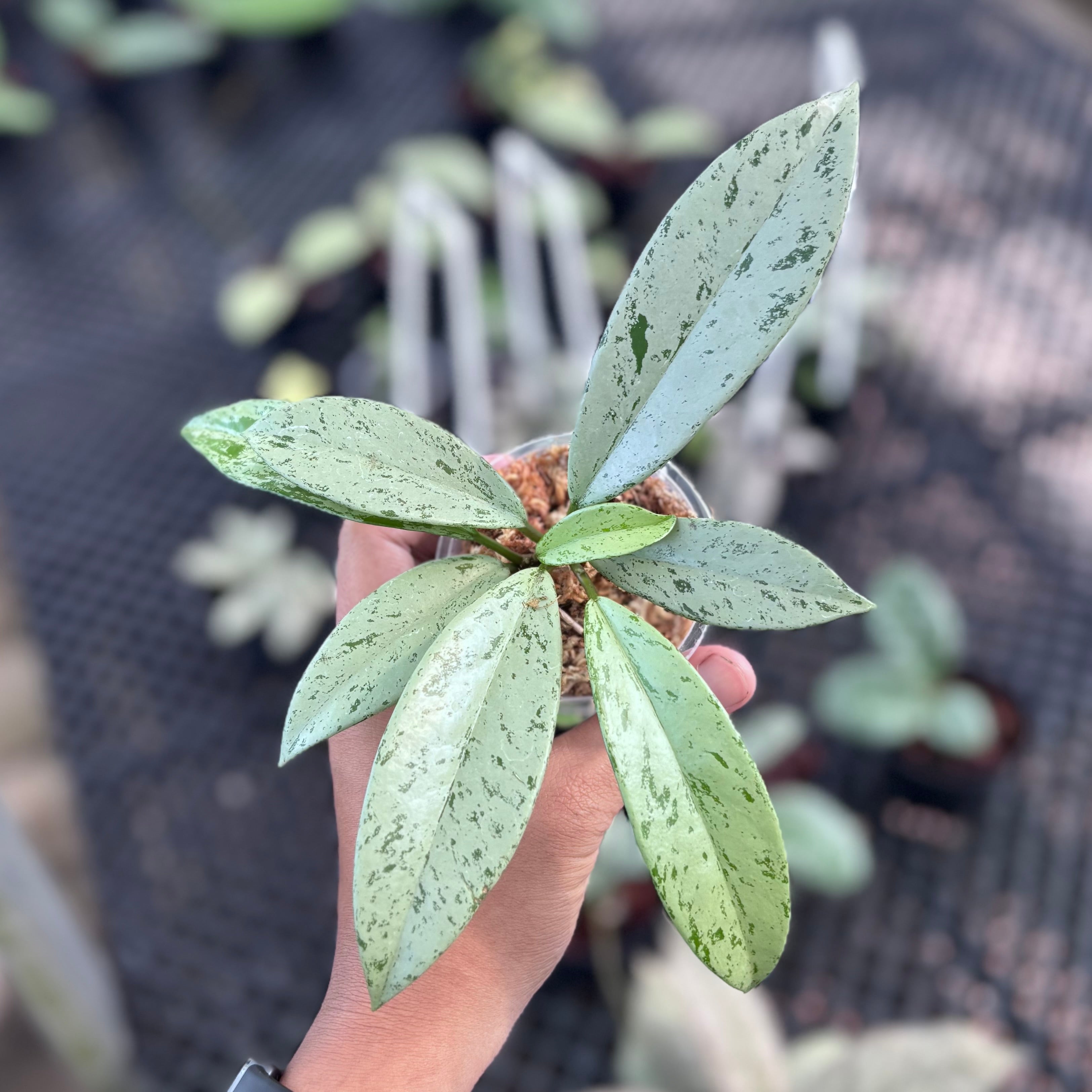 Hoya pubicalyx silver ghost