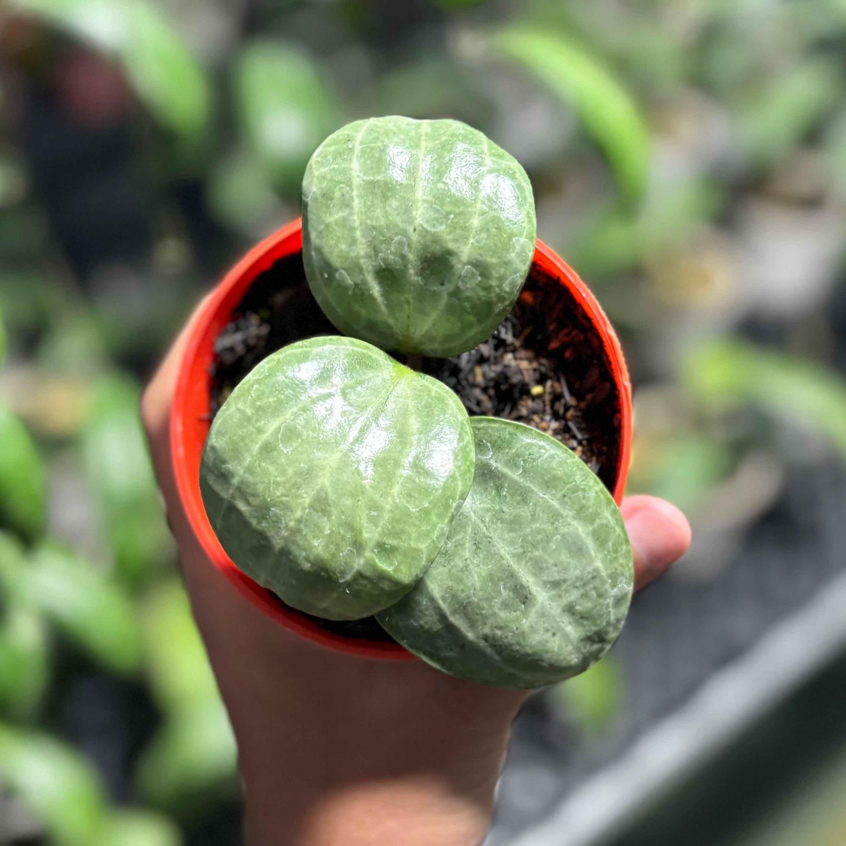 Hoya latifolia sarawak silver