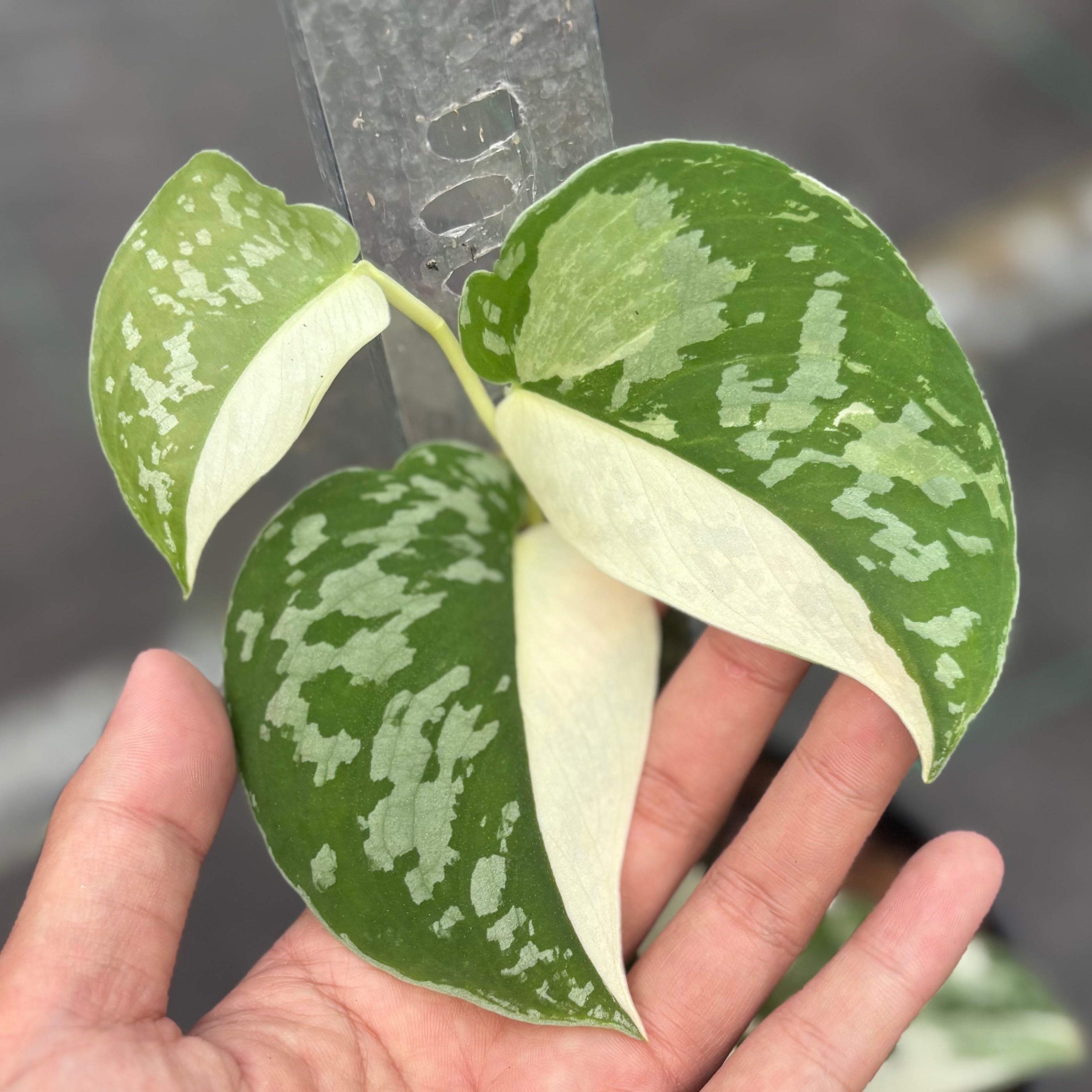 Scindapsus argyraeus albo variegated