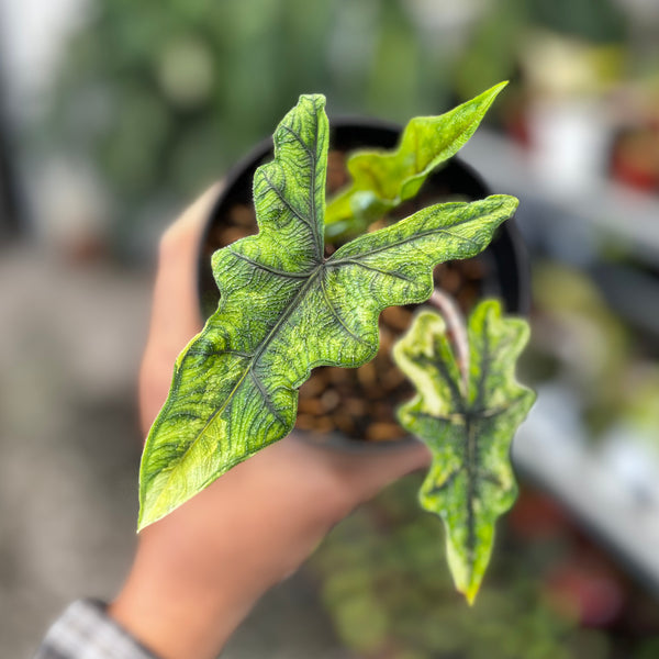 Alocasia jacklyn variegated