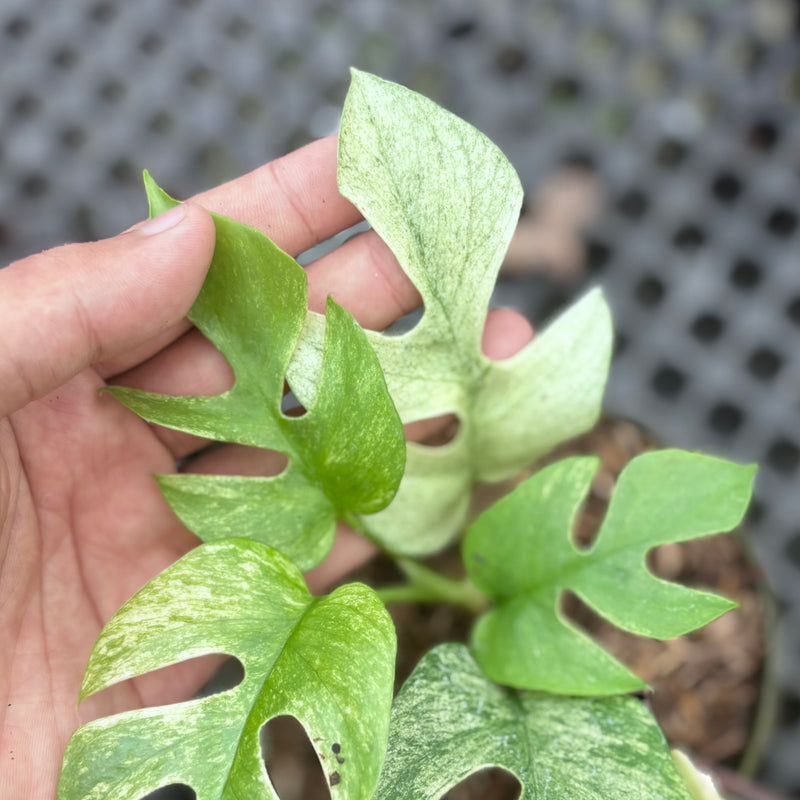 Rhaphidophora tetrasperma white monster variegated