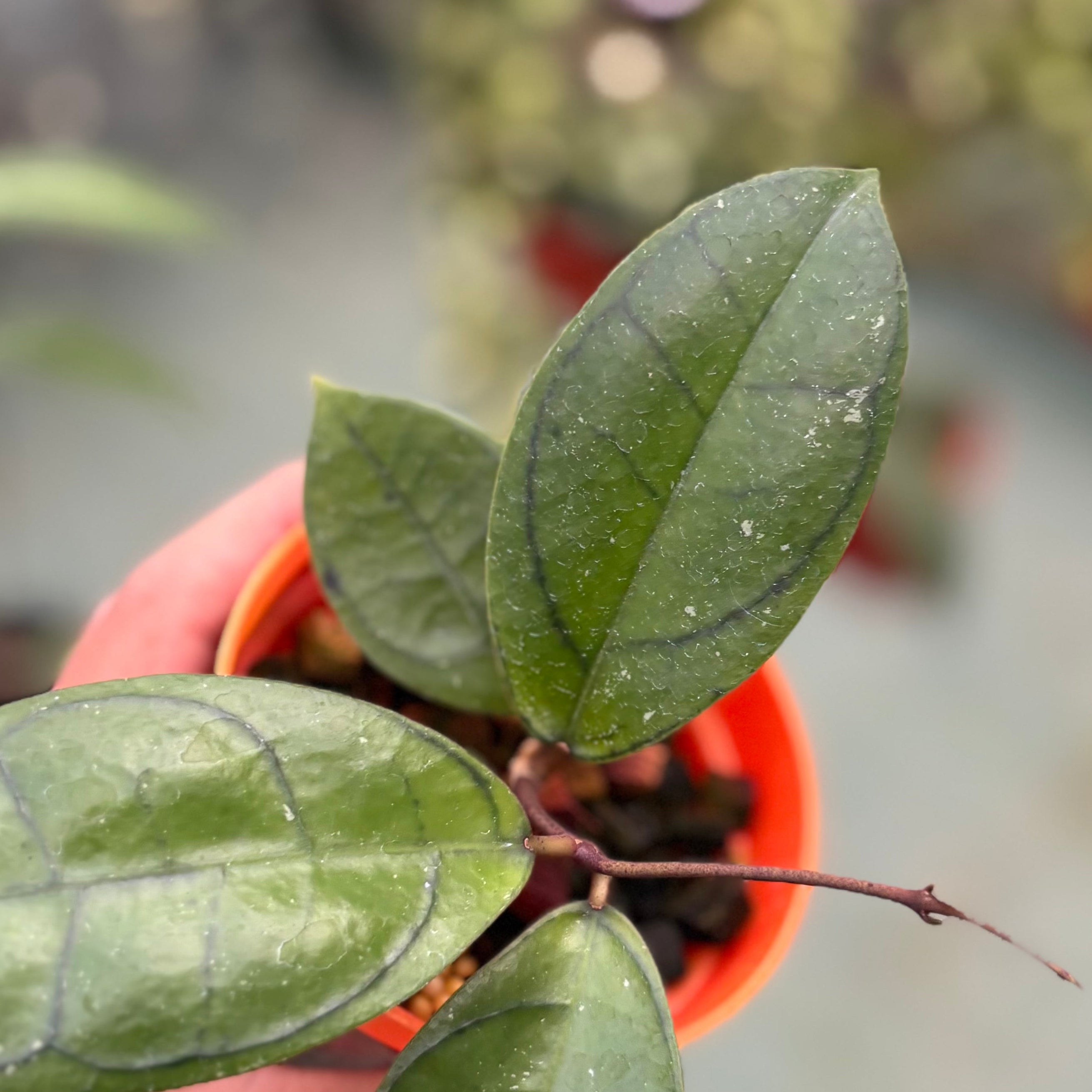 Hoya callistophylla ‘veinless’