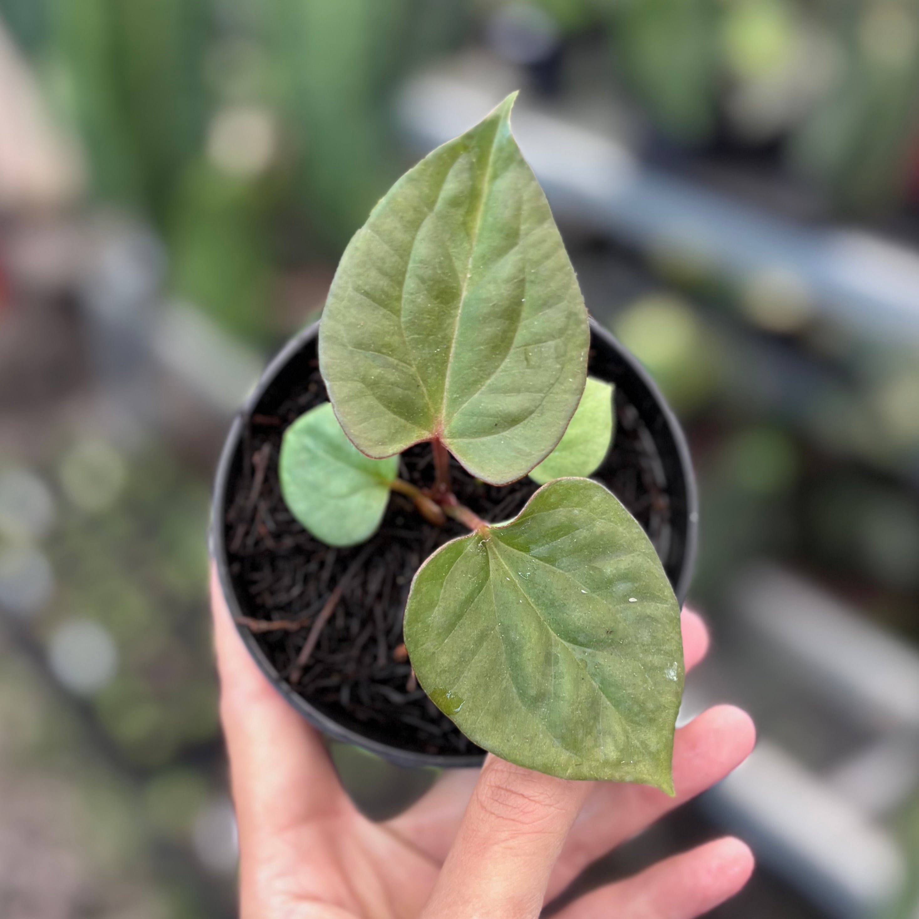 Anthurium king of spades x luxurians