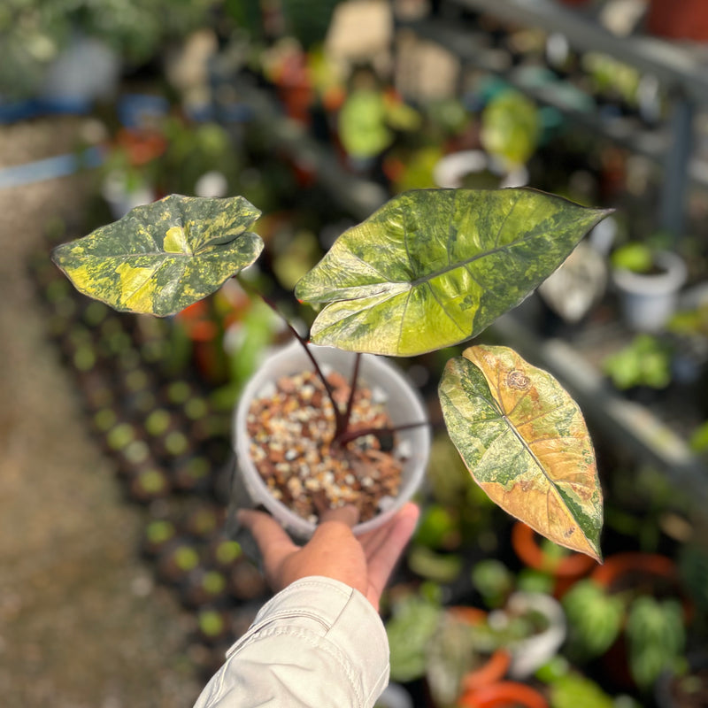 Alocasia yucatan golden aurea veriegated