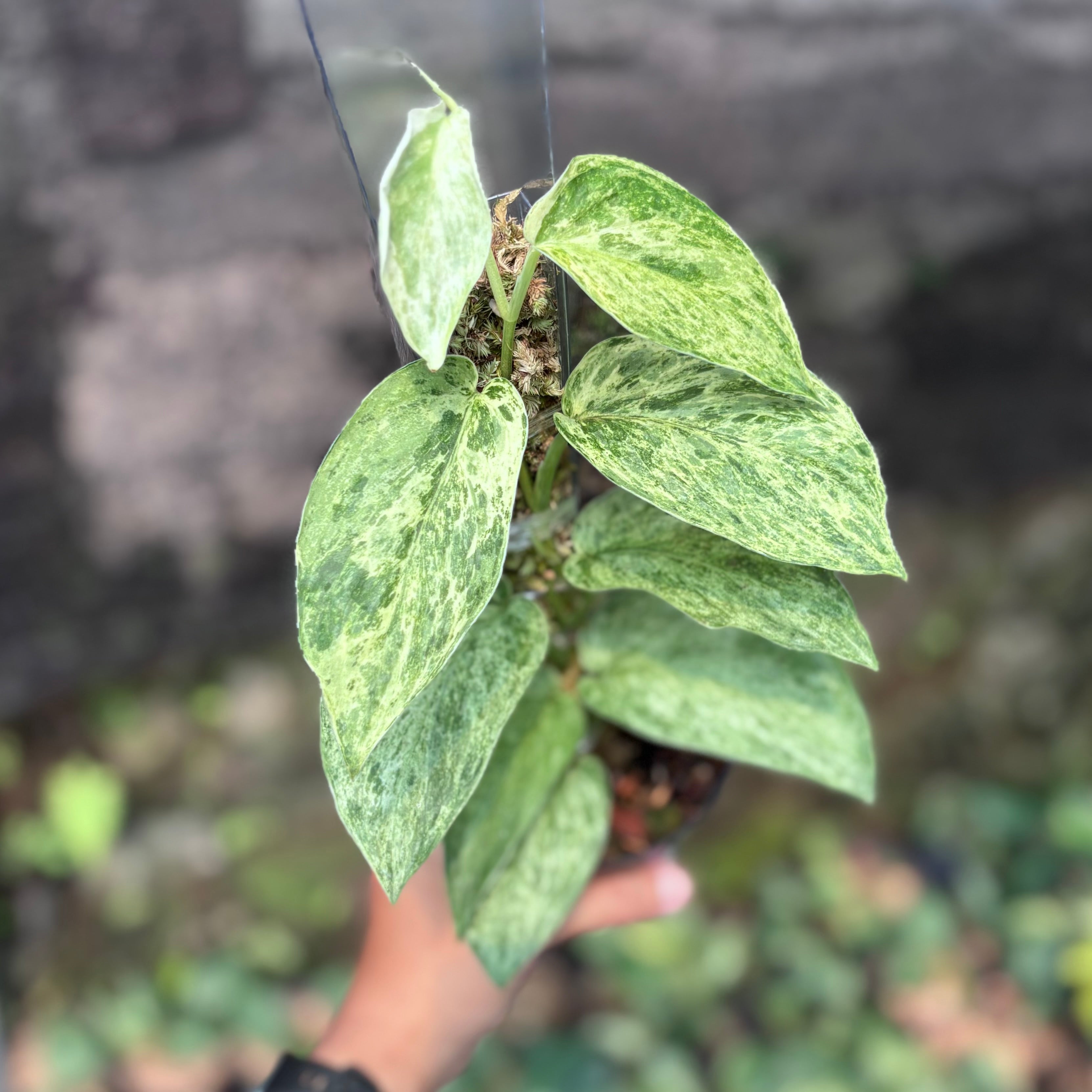 Scindapsus silver satin variegated  v2 - vining