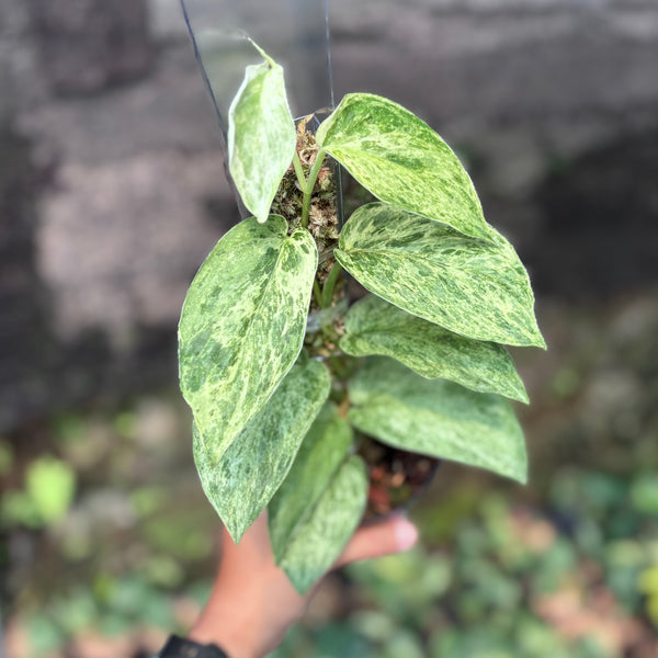 Scindapsus silver satin variegated  v2 - vining