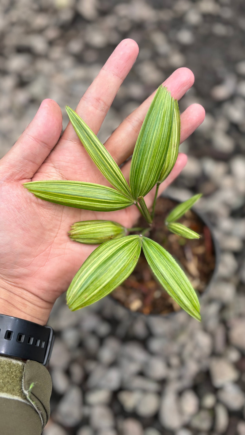 Palm rhapis excelsa (lady palm) variegated