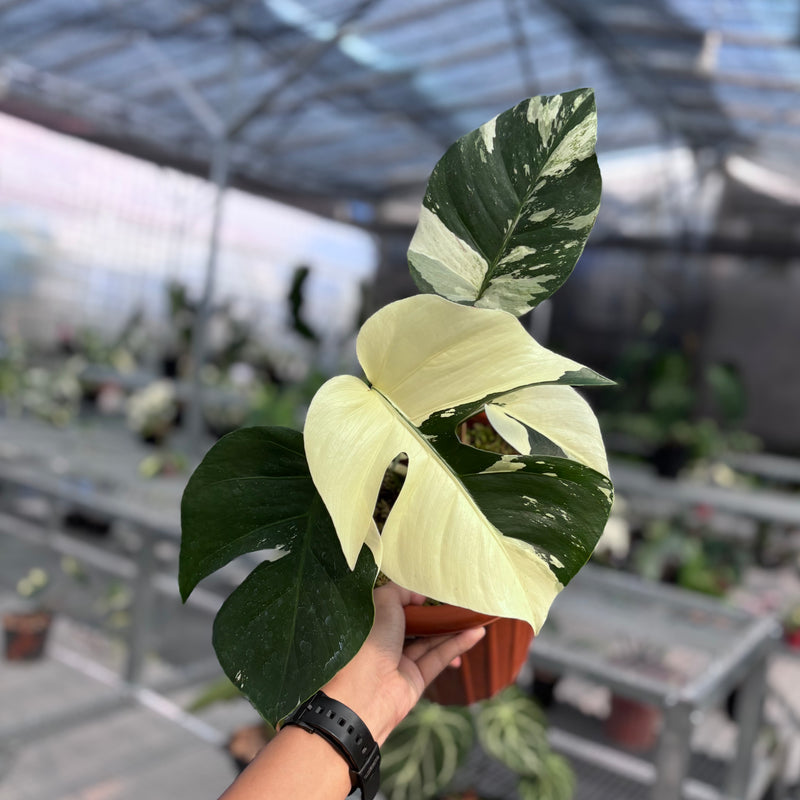 Monstera jungle mint NoiD variegated