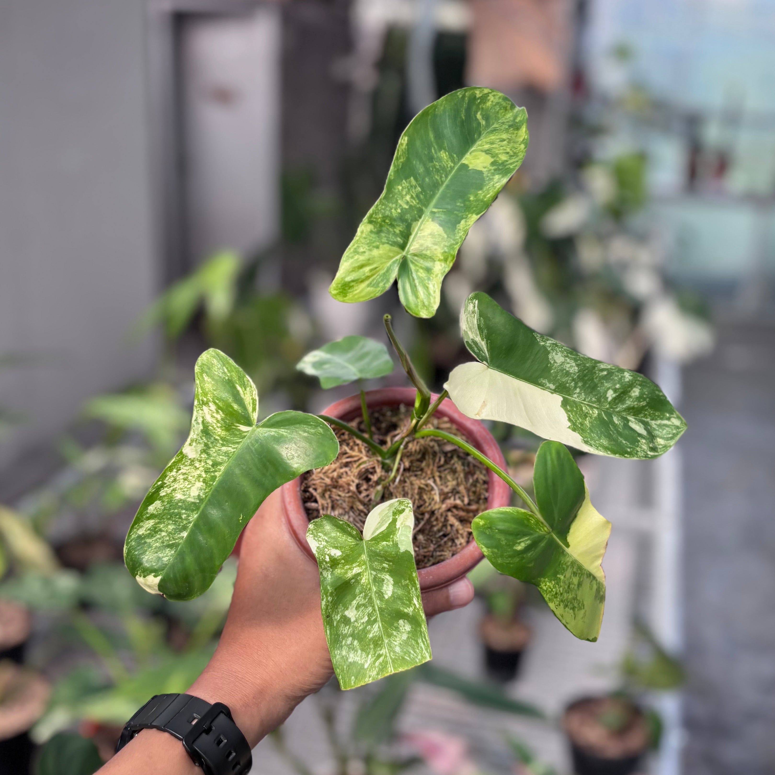 Philodendron paradise beauty (Florida beauty x Paraiso verde)