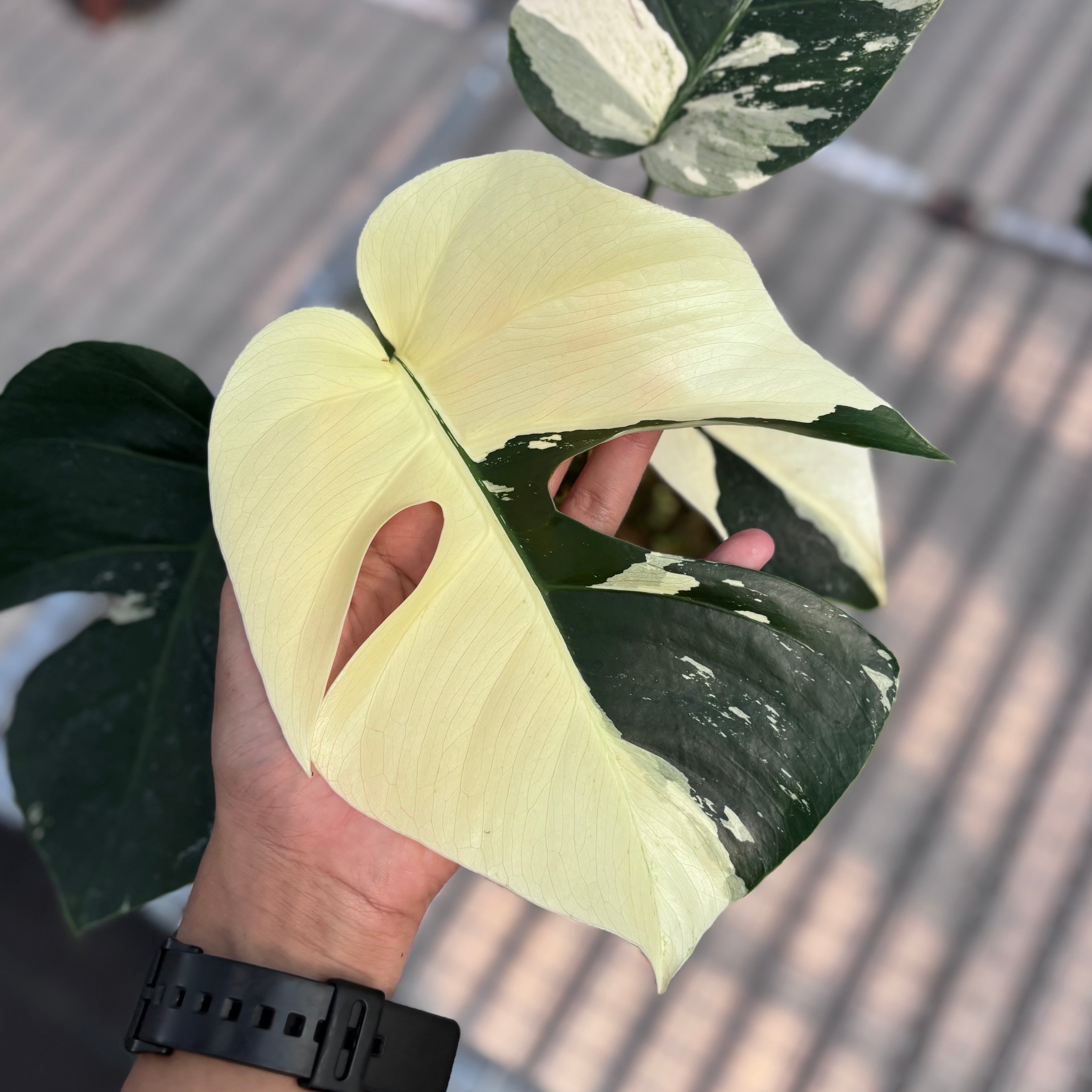 Monstera jungle mint NoiD variegated