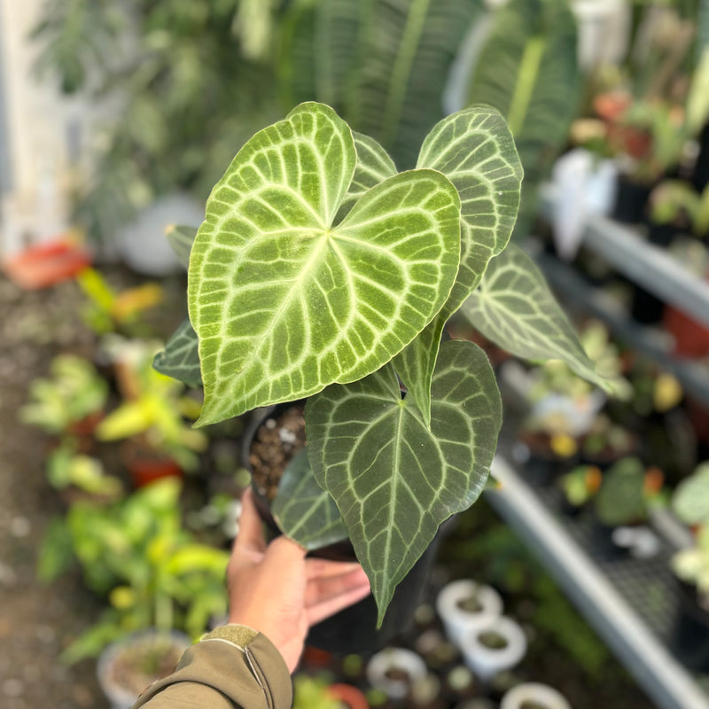 Anthurium warocqueanum x clarinervium - Mature size