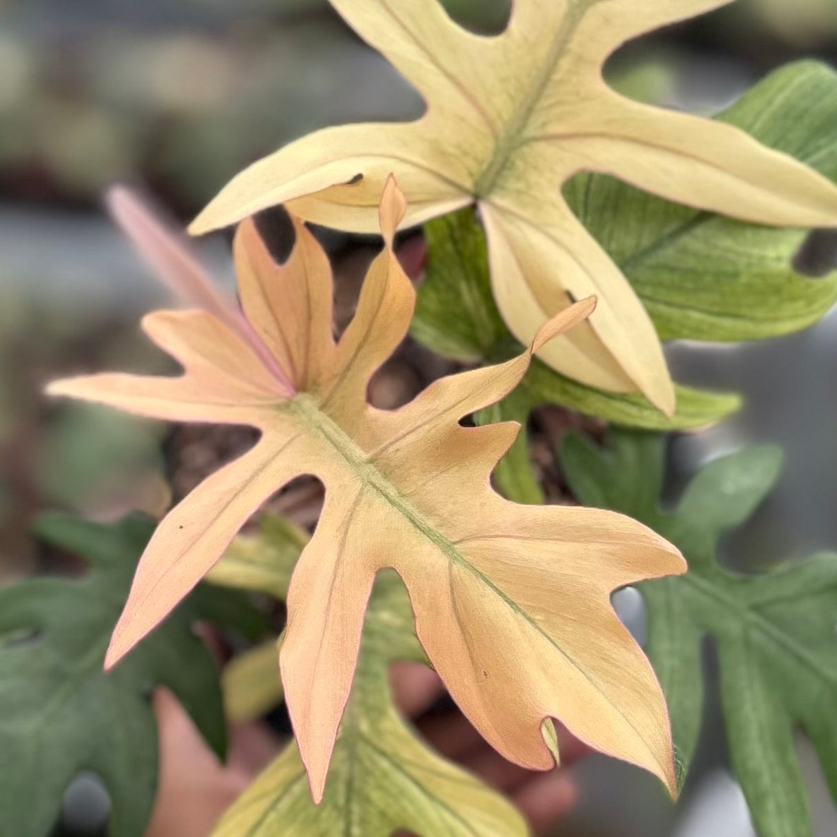 Philodendron Squamiferum x Mayoi