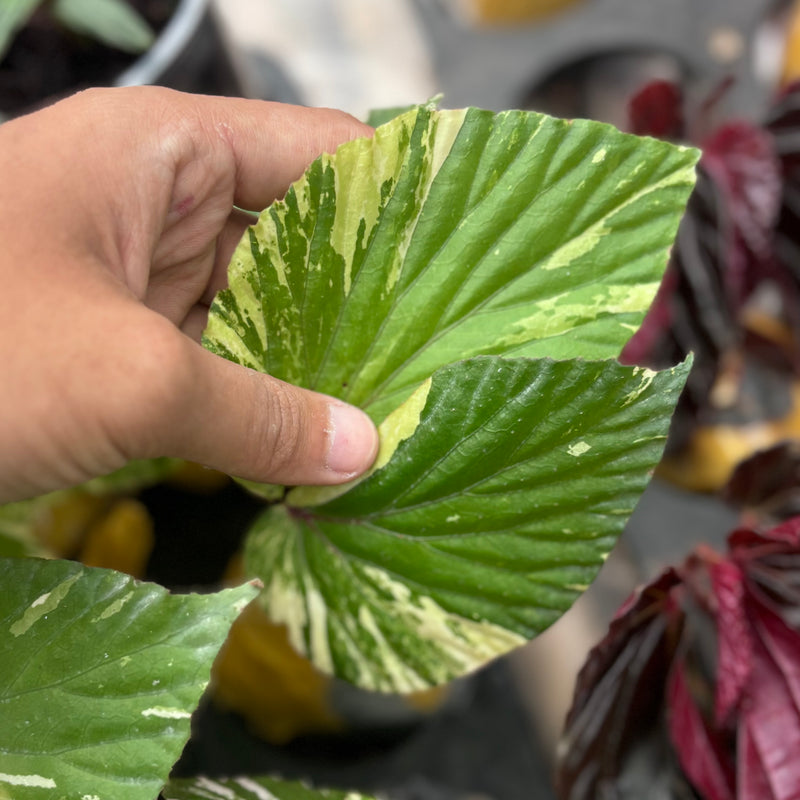 Begonia aurea variegated Sp Borneo