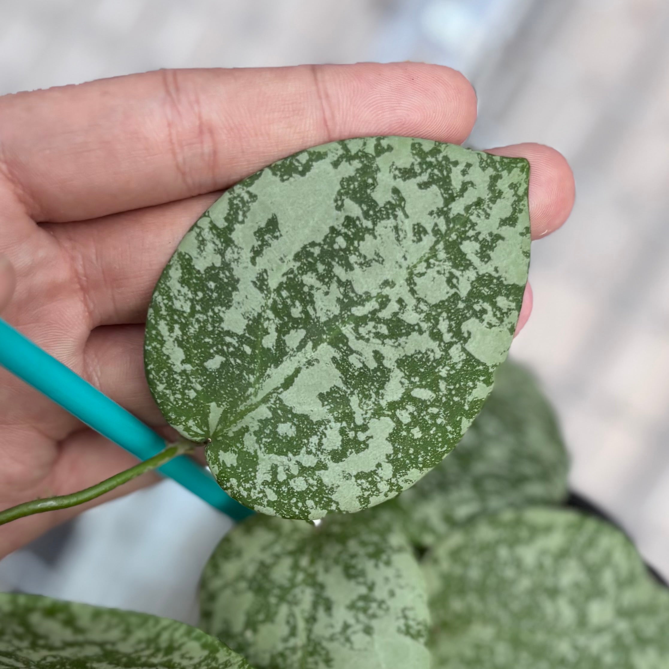 Hoya cinnamomifolia x imbricata