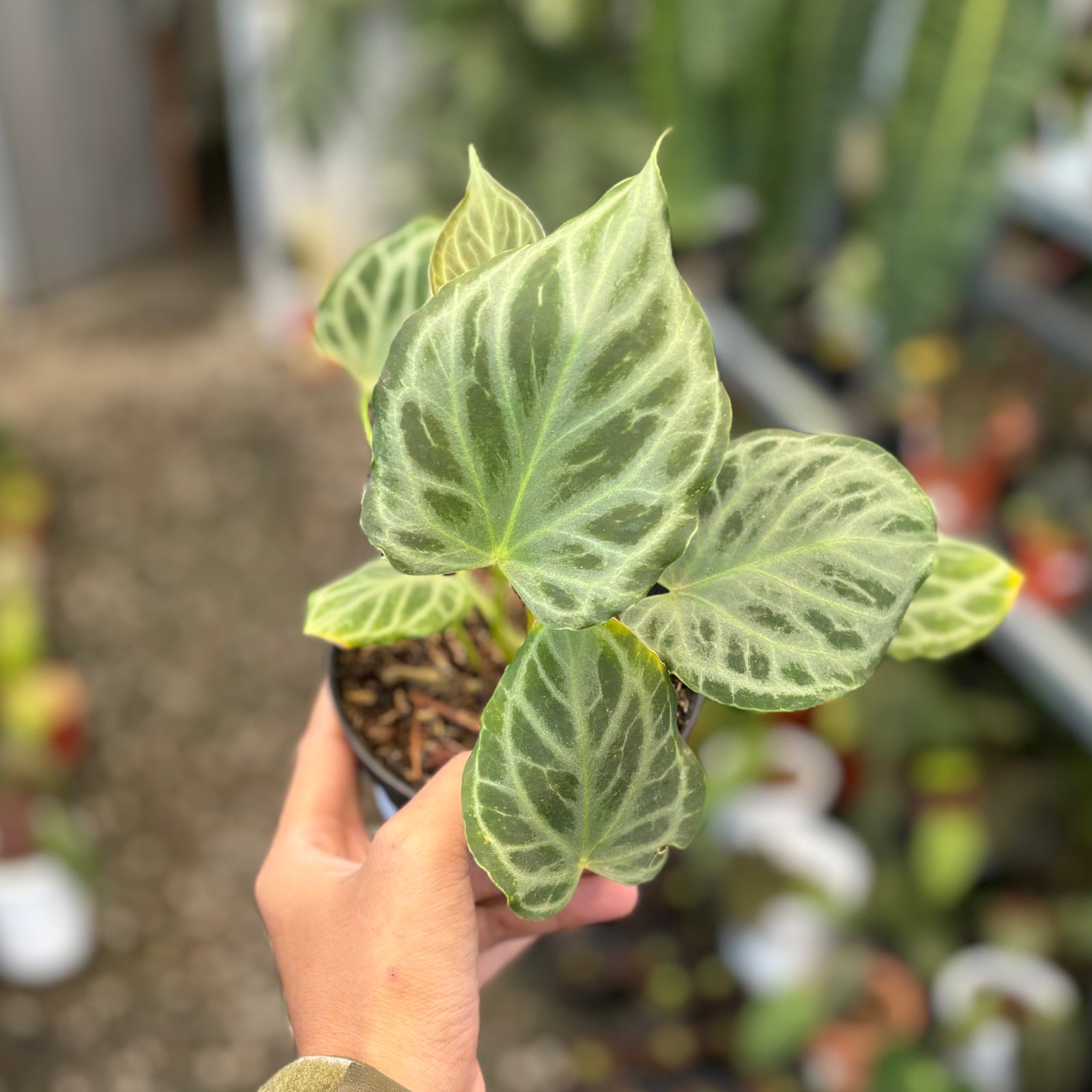 D4B5D61D-3576-4391-9FC7-