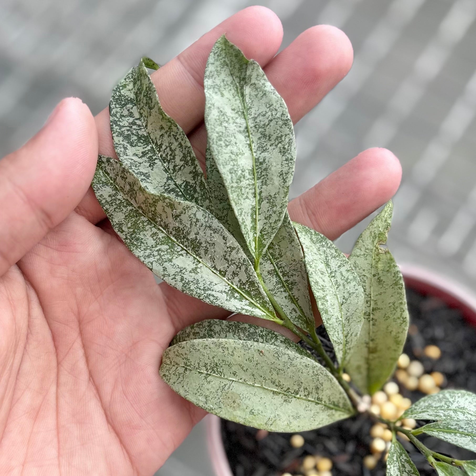 Hoya amicabilis silver