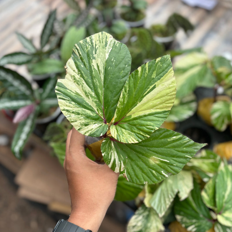 Begonia aurea variegated Sp Borneo