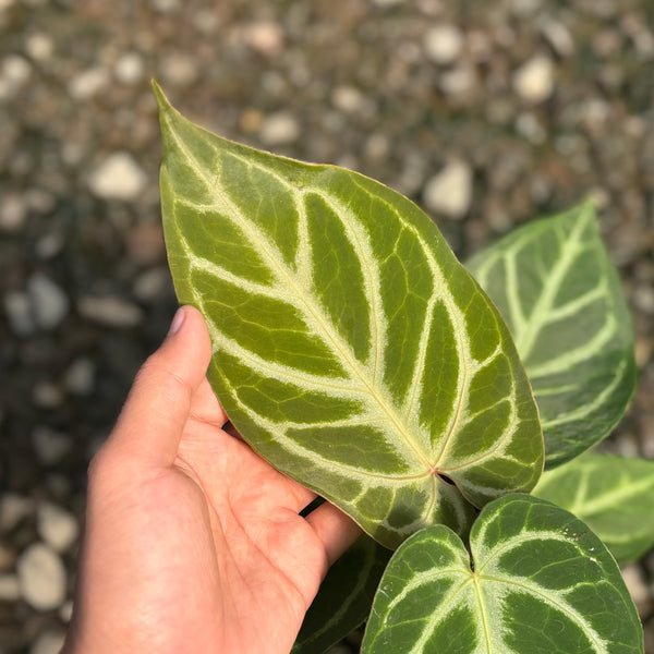 Anthurium green mamba x silver blush