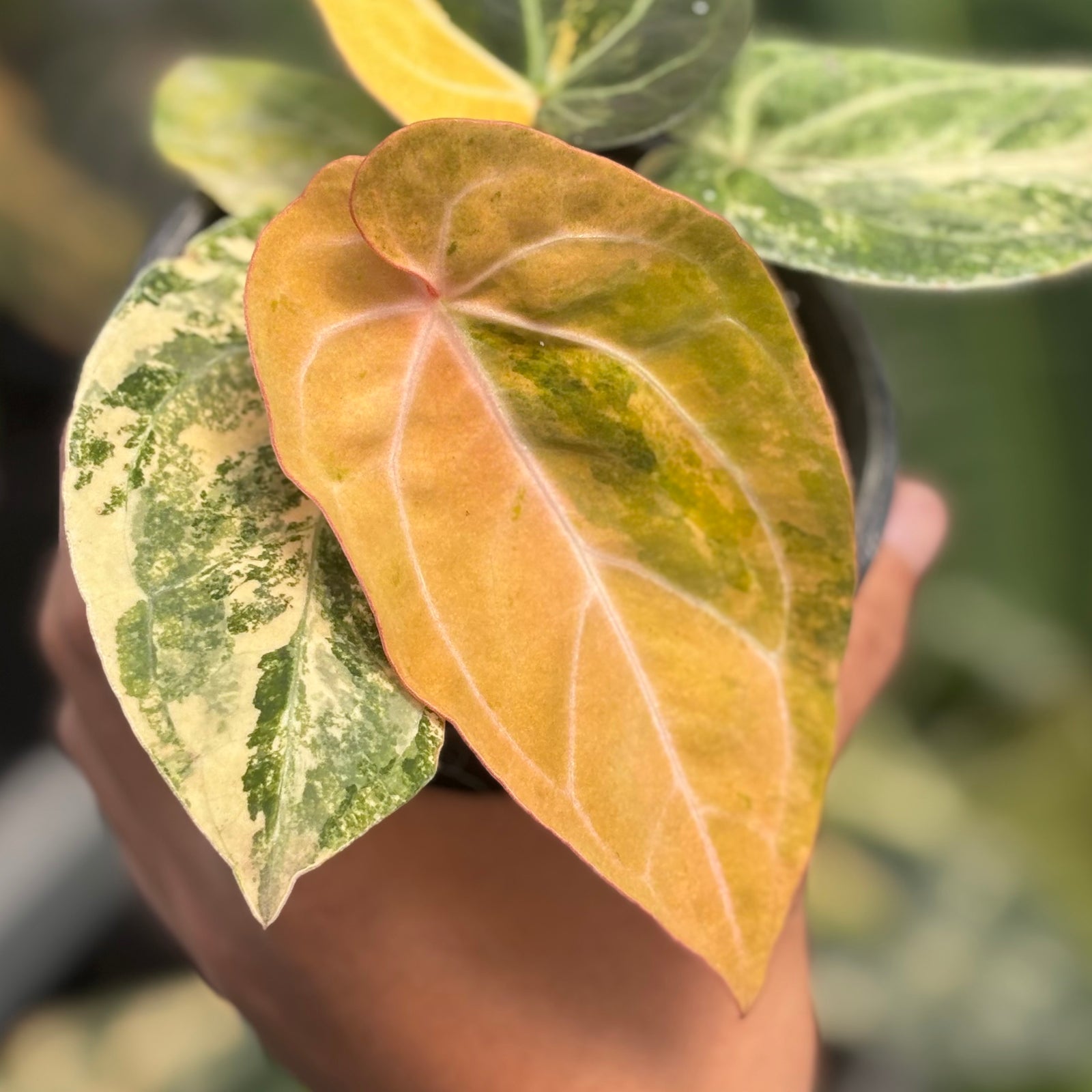 Anthurium papilillaminum variegated x papilillaminum red veins