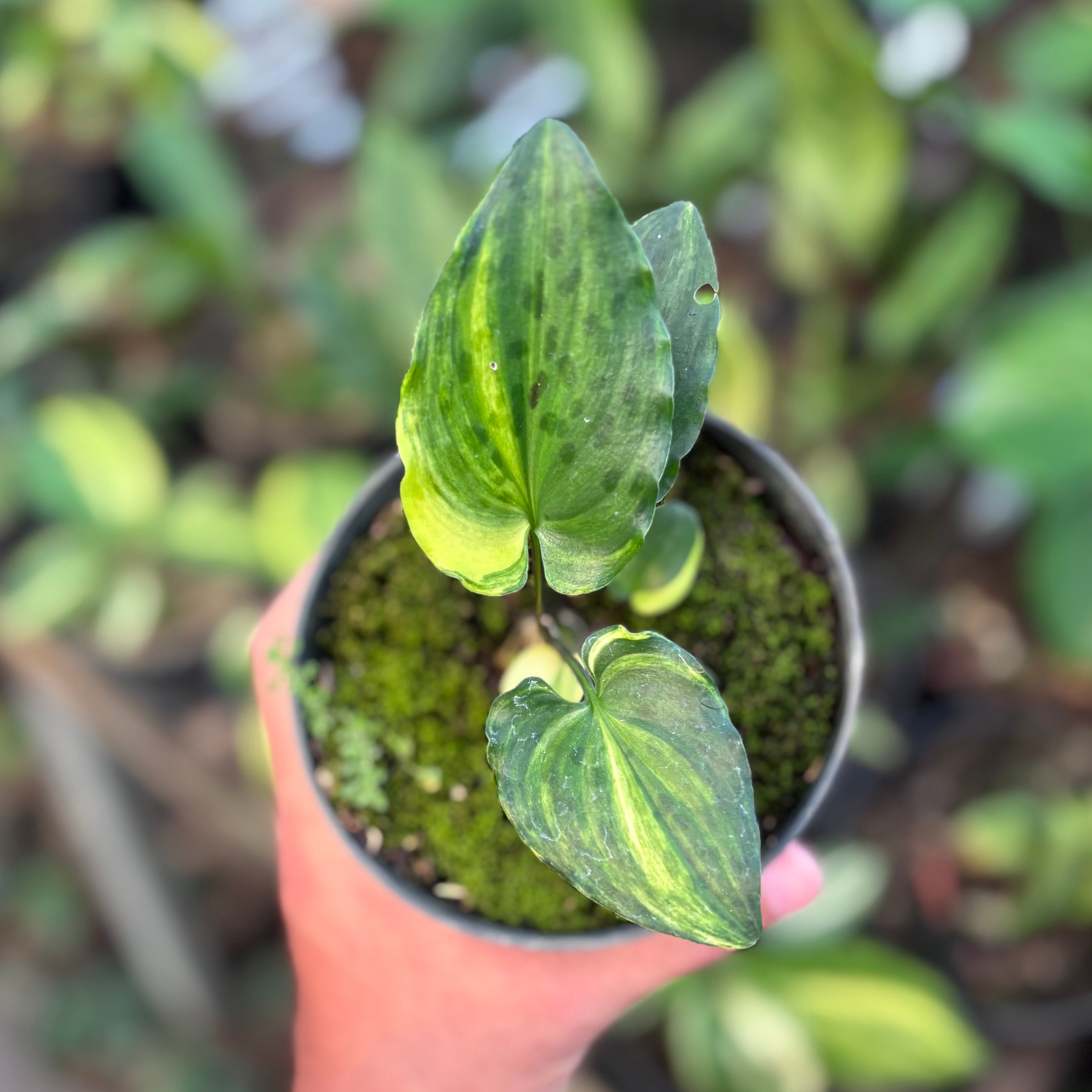 Drimiopsis maculata variegated