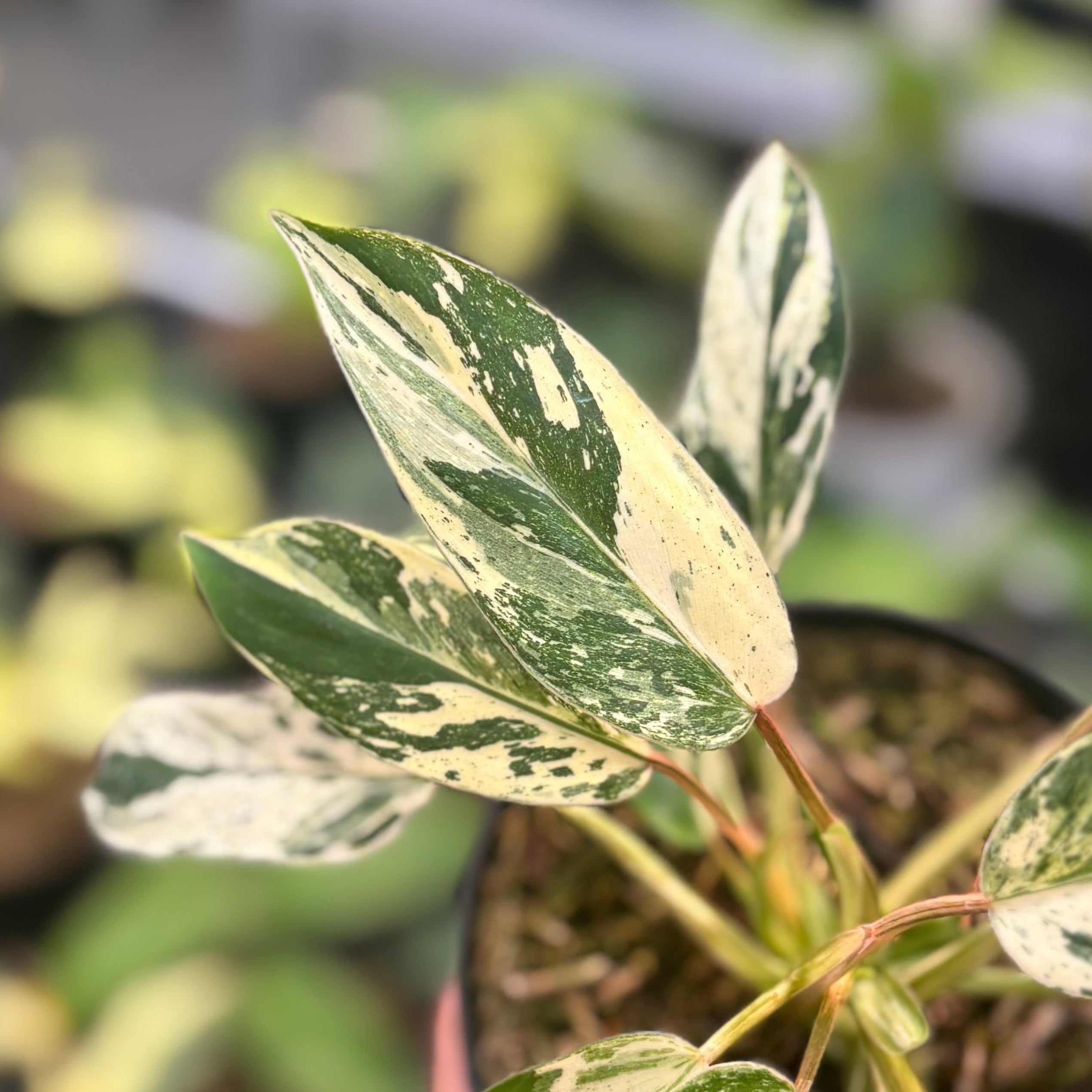 Philodendron Emerald Ice