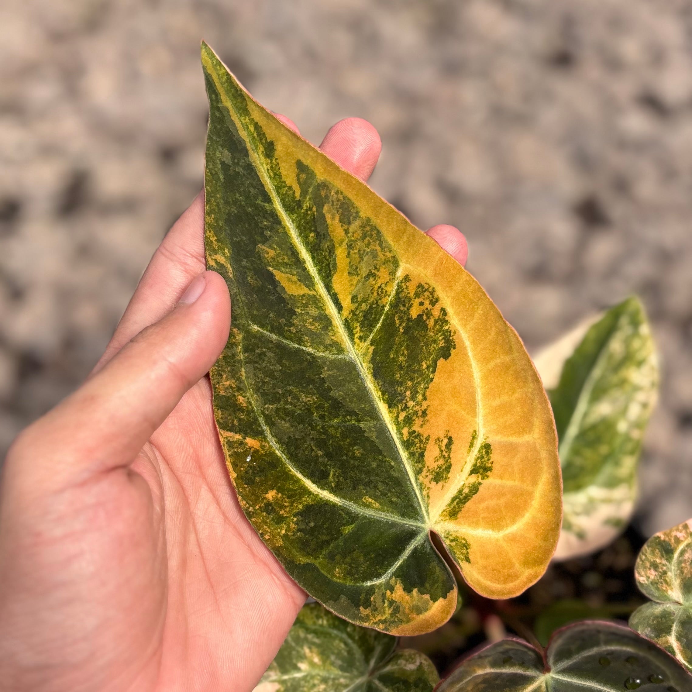 Anthurium papilillaminum variegated x red crystallinum