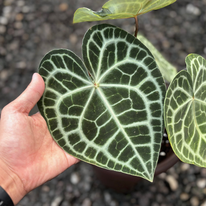 Anthurium queen clarinervium