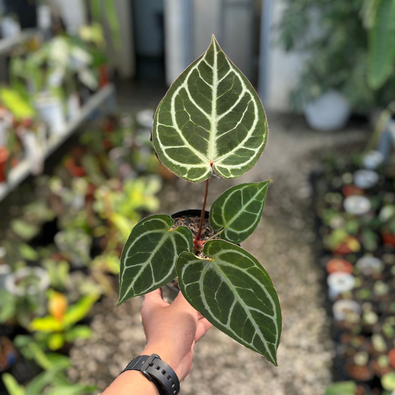 Anthurium hoffmannii x crystallinum