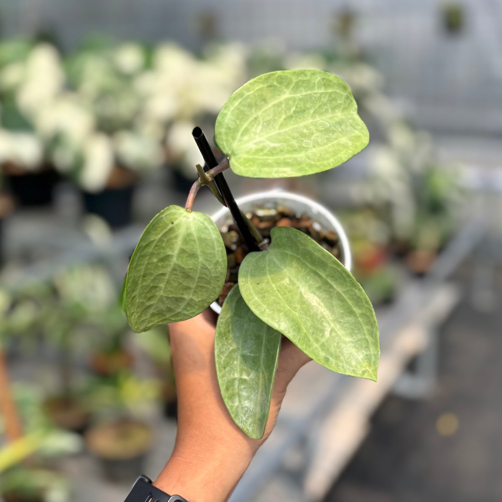 49 ＊ホヤ ＊ Hoya ＊ latifolia ＊ silver leaf Hoya latifolia silver – Aroid Market