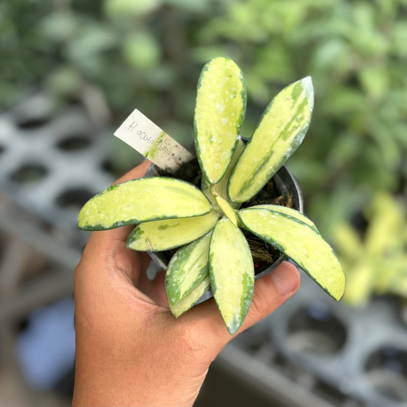 Hoya acuta variegated