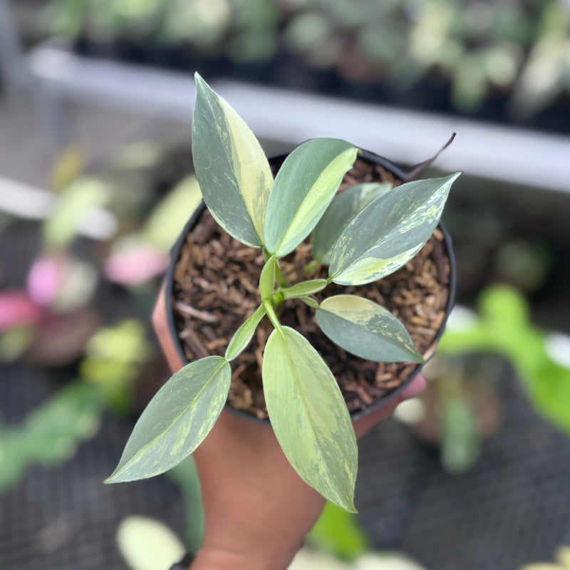 Philodendron hastatum silver sword variegated