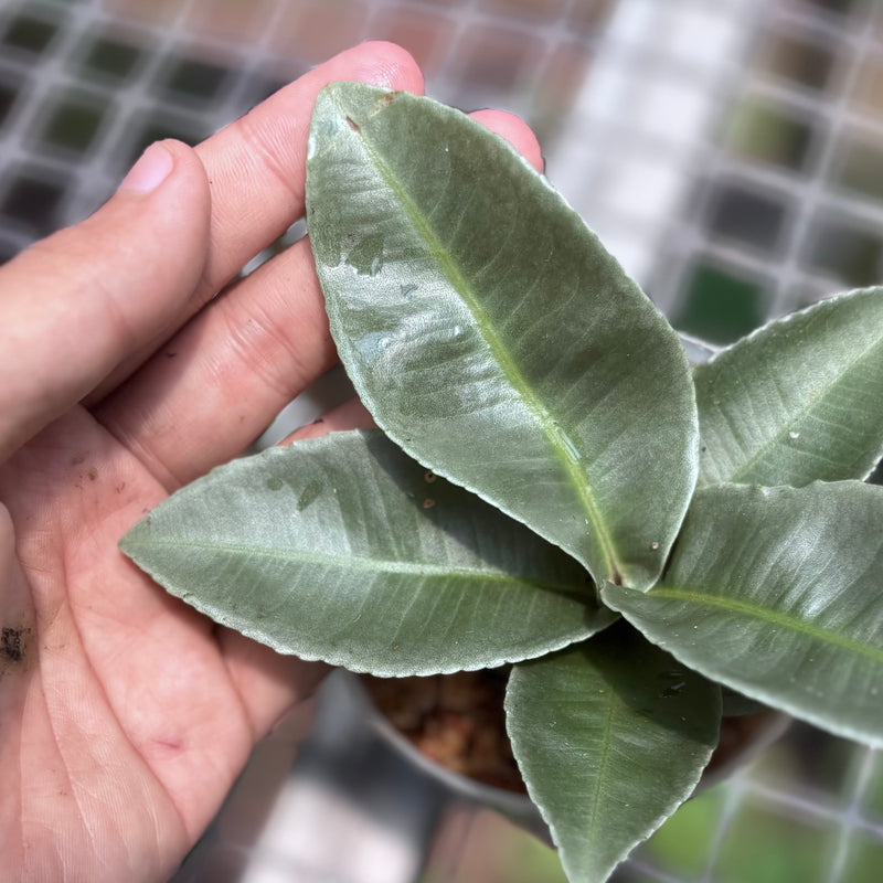 Labisia pumila silver chrome