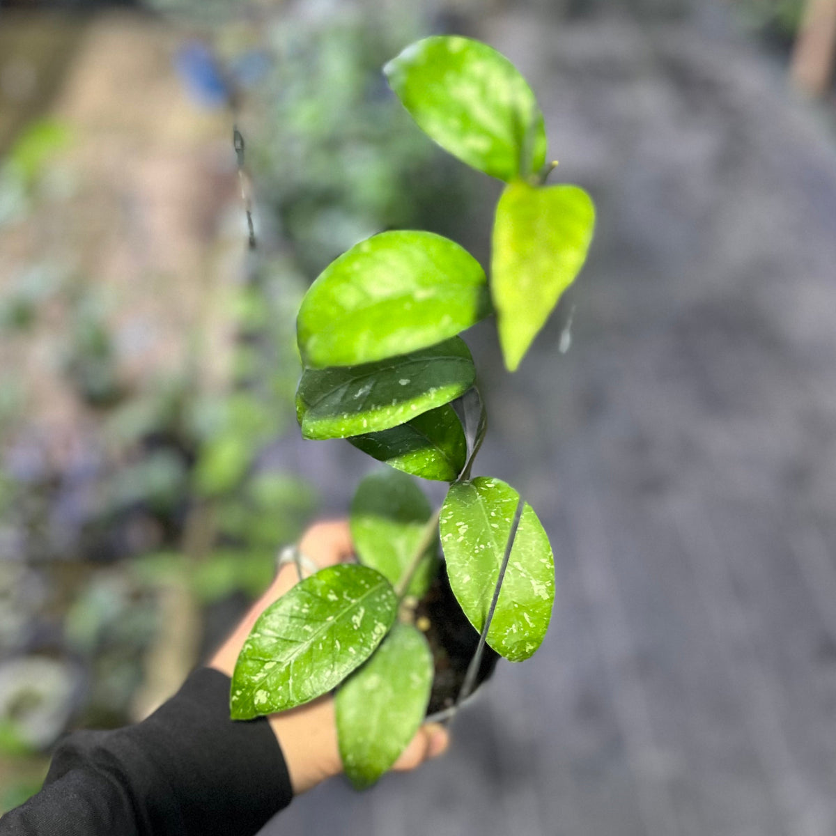 Hoya sp aceh lelumu dwarf