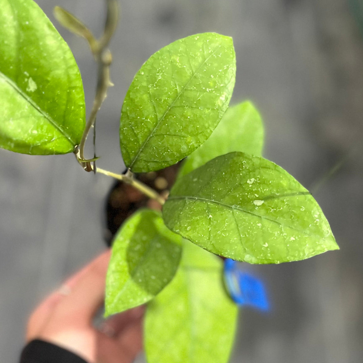 Hoya sp aceh 'rhino skin'
