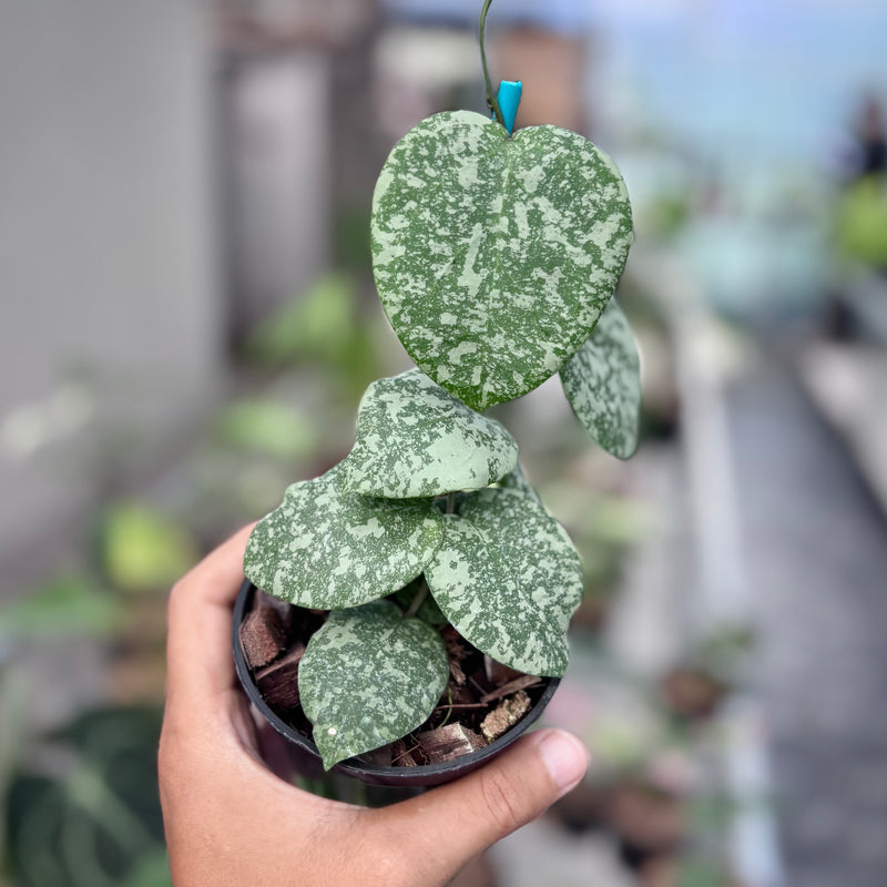 Hoya cinnamomifolia x imbricata