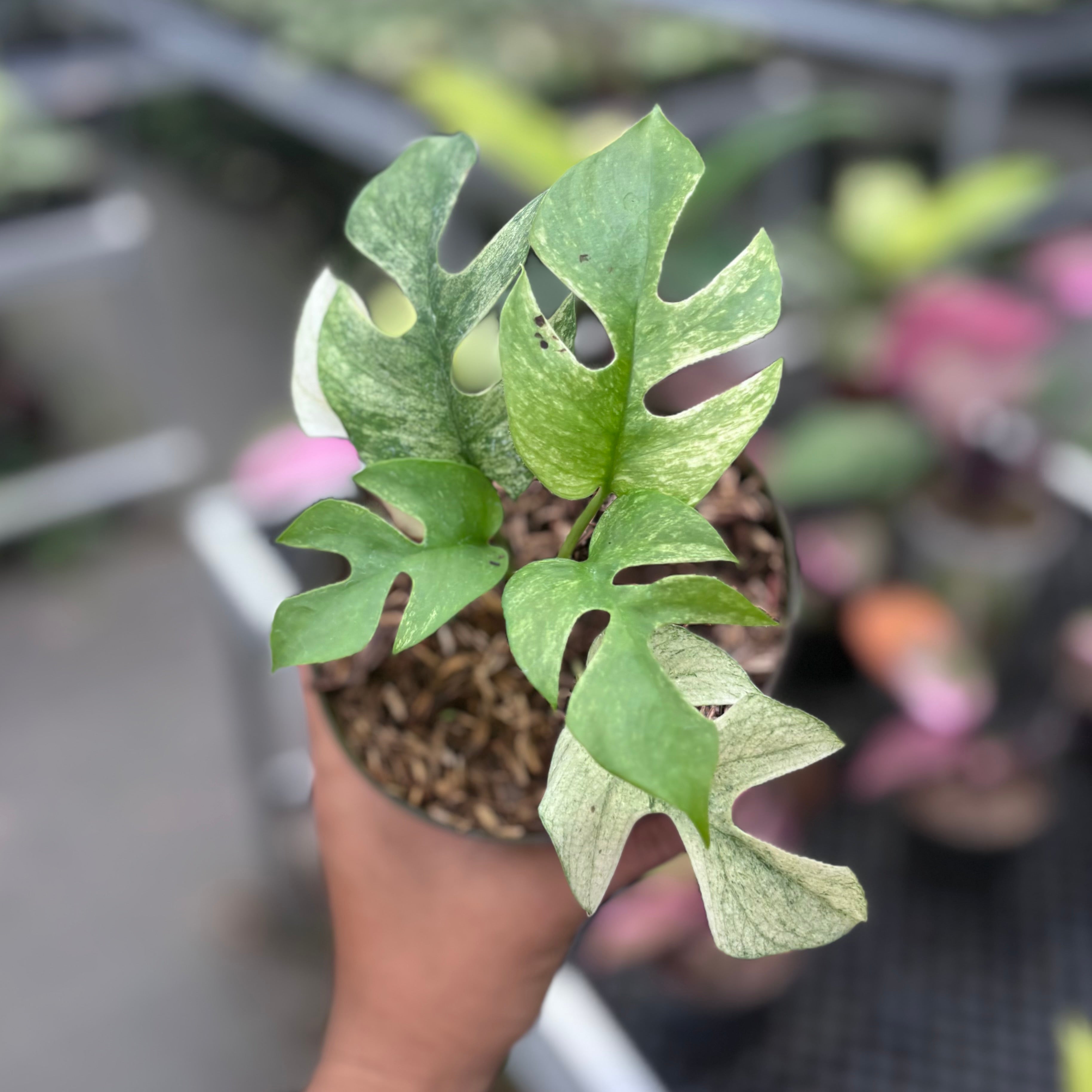 Rhaphidophora tetrasperma white monster variegated