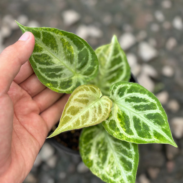 Anthurium dorayaki silver variegated