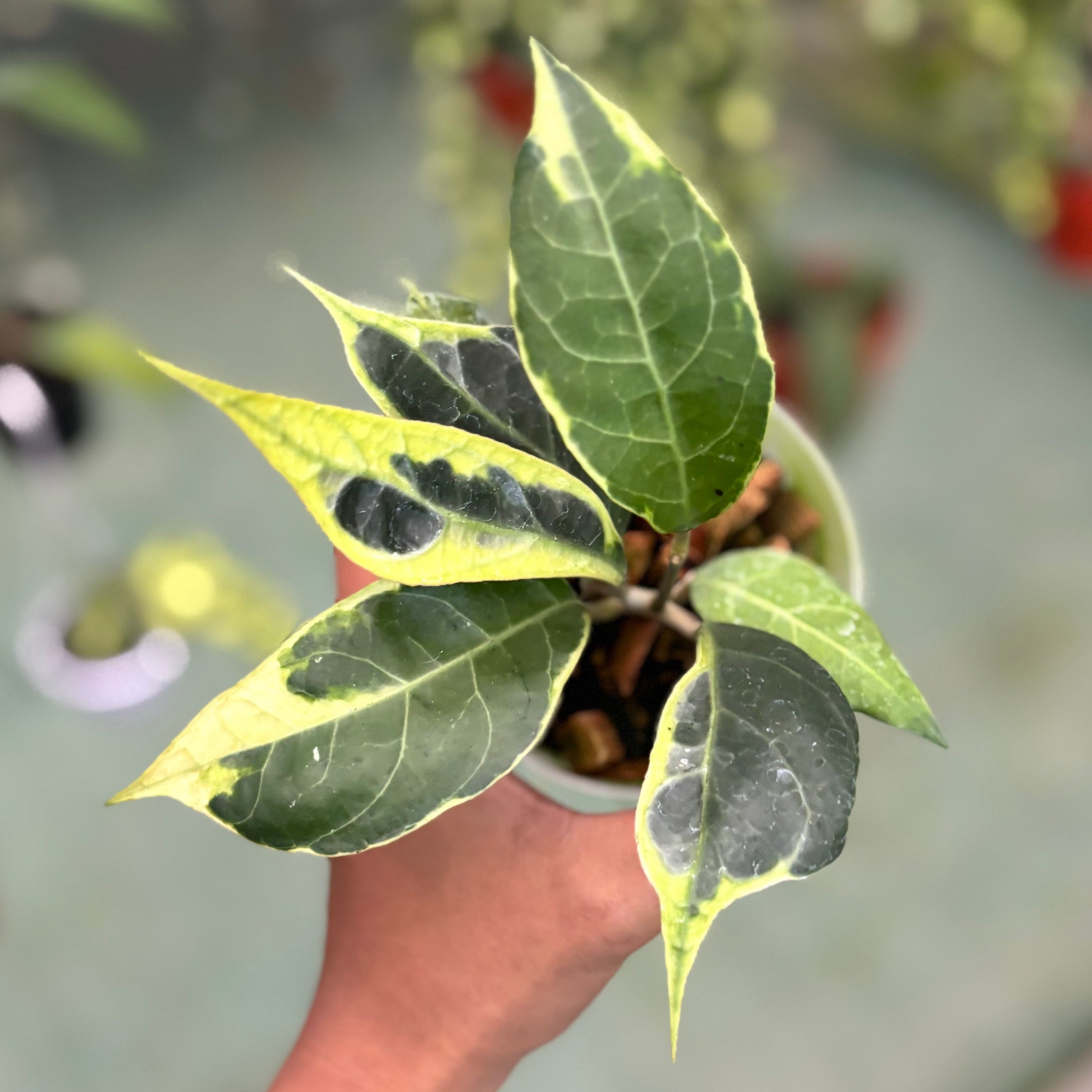 Hoya verticillata sp tanggamus albomarginata