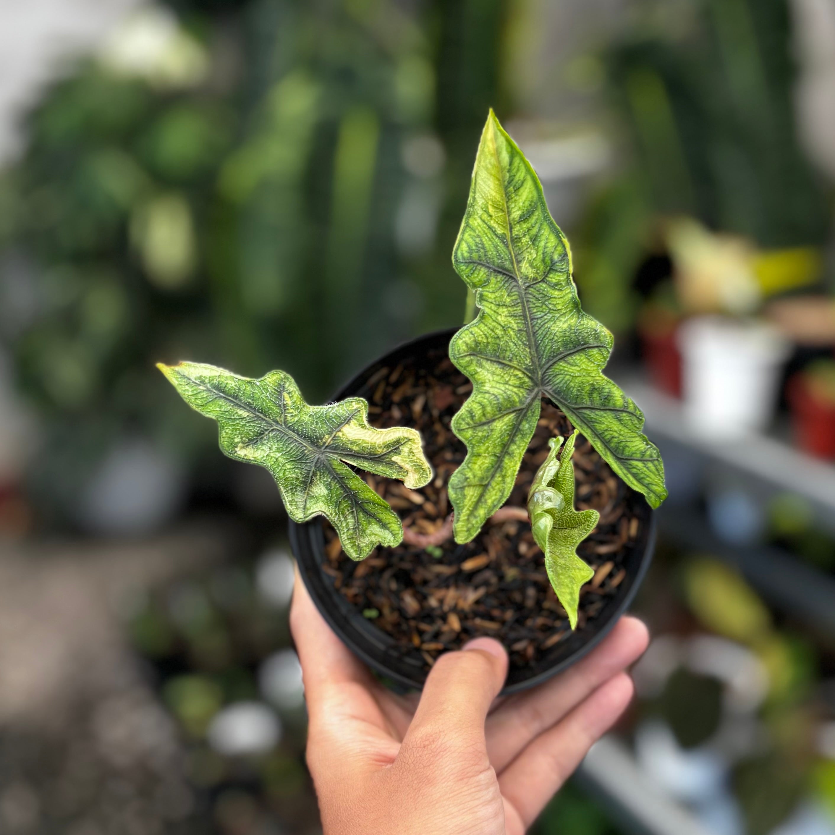 その他観葉植物 Alocasia Jacklyn Variegated Alocasia jacklyn variegated