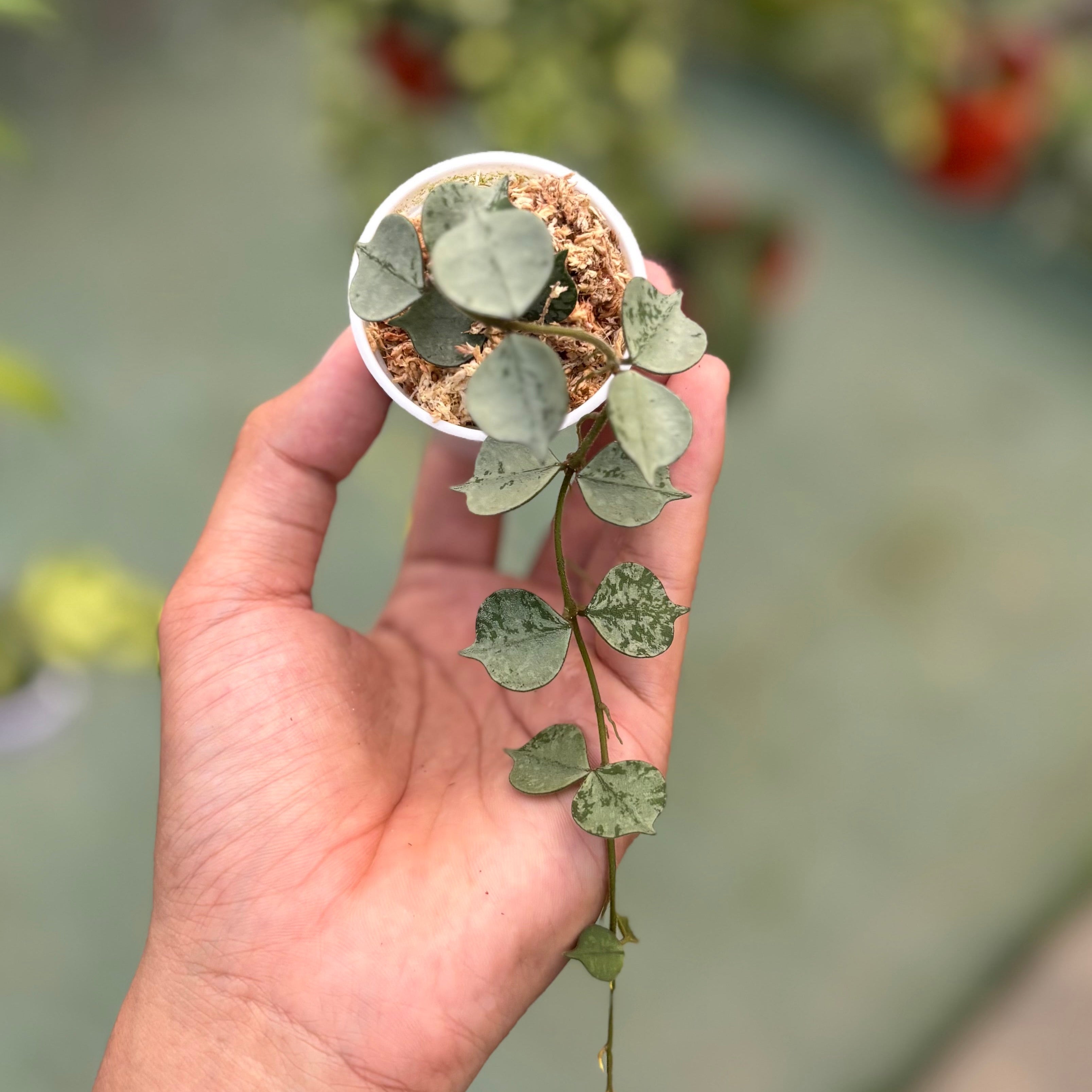 Hoya curtisii silver