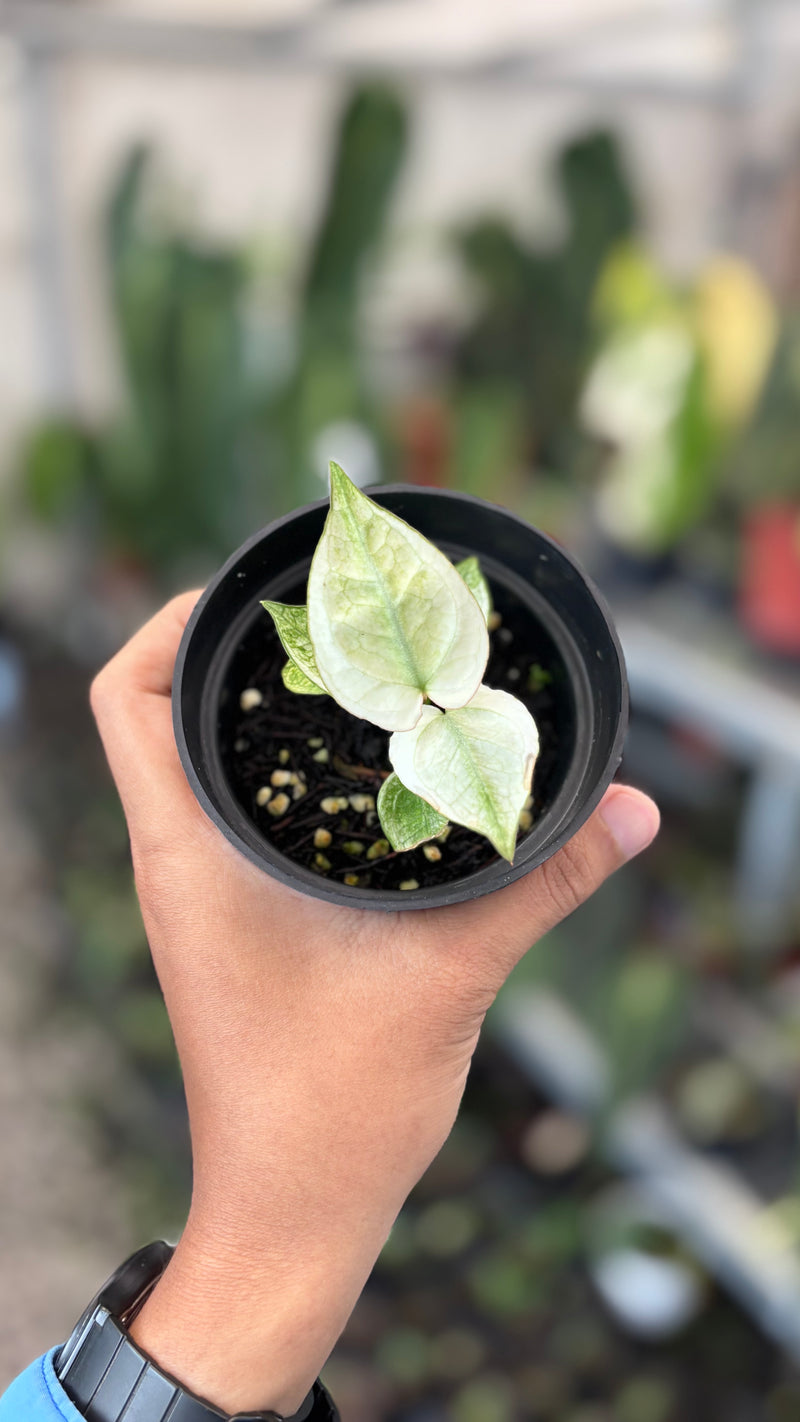 Anthurium silver blush white mint variegated - Seedling